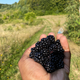 Terrell Jermaine Starr picking berries in the Carpathian Mountains last summer in Ukraine